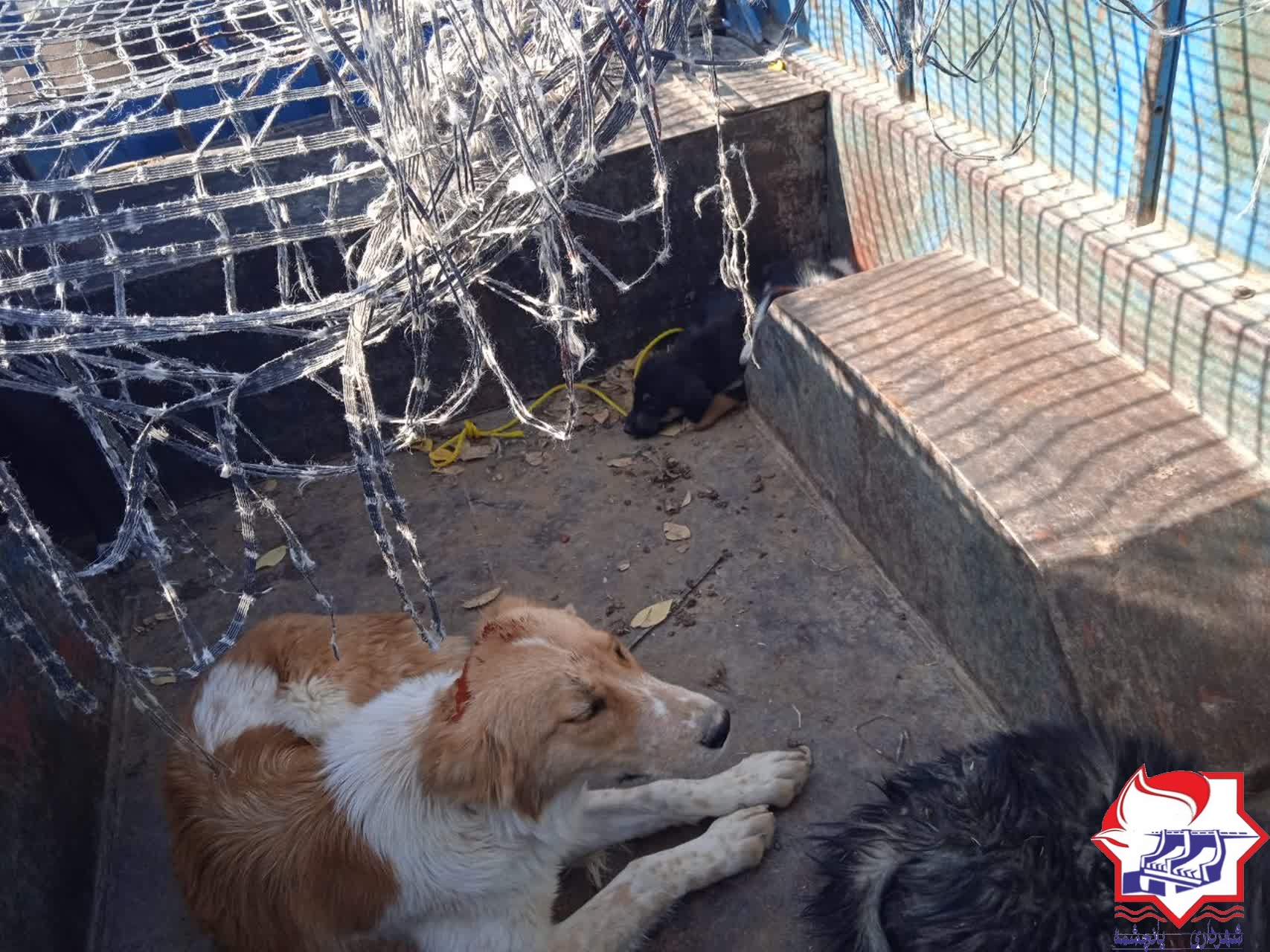 شهرداری یانچشمه