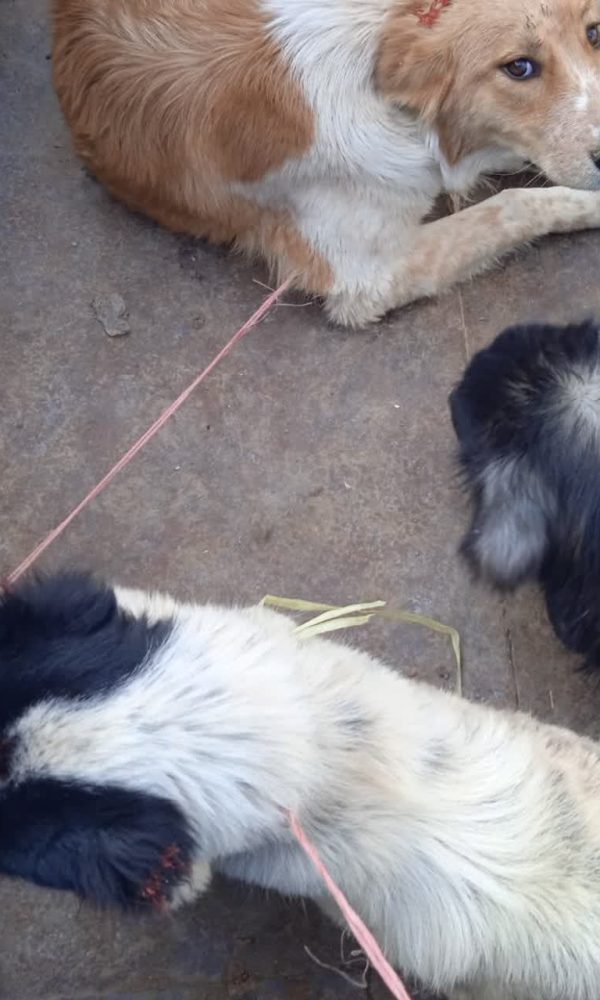 شهرداری یانچشمه