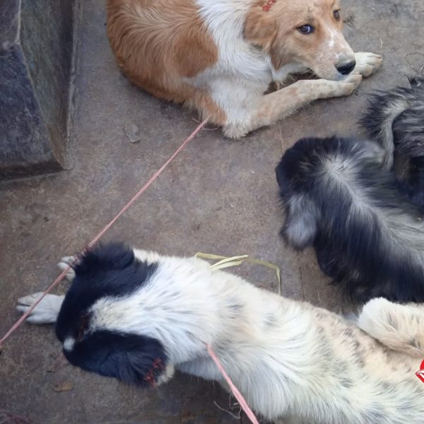 yancheshmeh (2) شهرداری یانچشمه