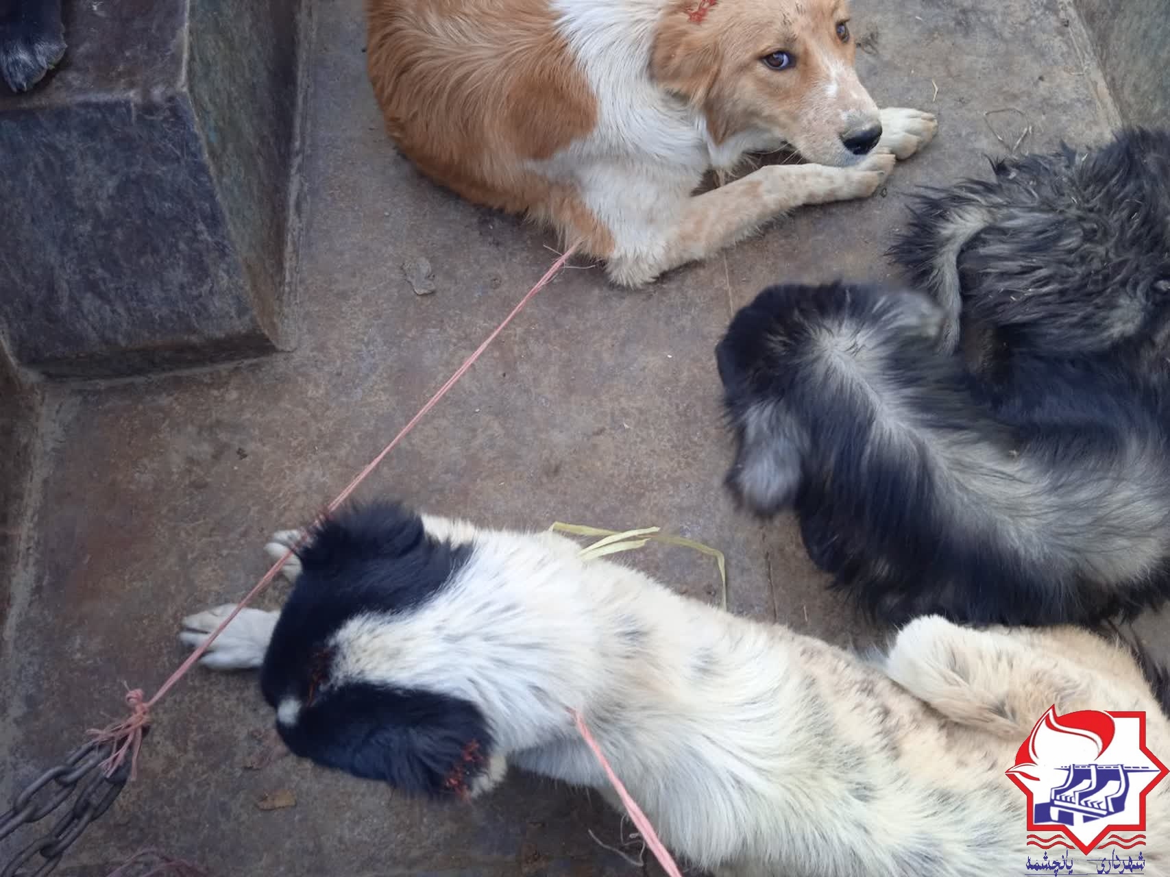 شهرداری یانچشمه