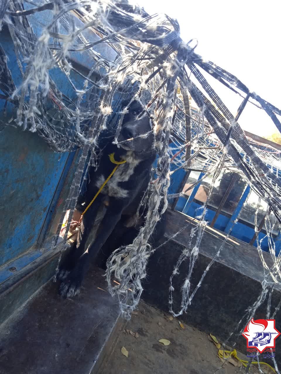 شهرداری یانچشمه