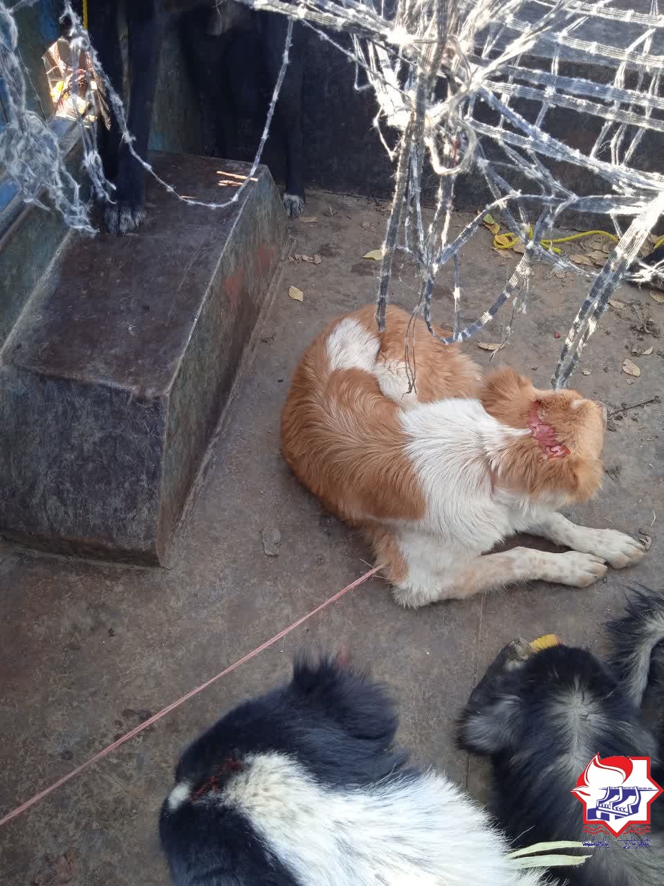 شهرداری یانچشمه